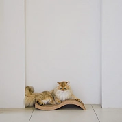 Tommy Cat Волна